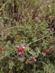 Dalea frutescens