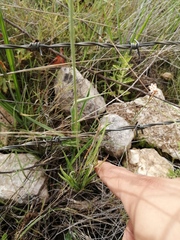 Echeandia flavescens