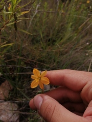 Echeandia flavescens