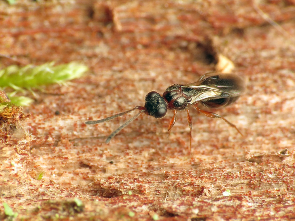 Conostigmus