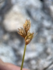 Carex adusta