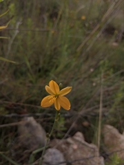 Echeandia flavescens