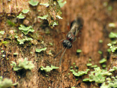 Megaspilidae