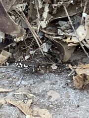 Cicindela carthagena