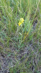 Erysimum inconspicuum