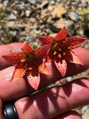 Lilium bolanderi