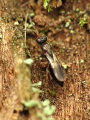 Megaspilidae