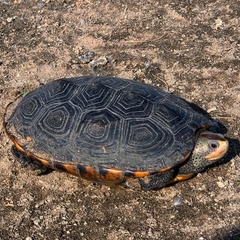 Malaclemys terrapin pileata