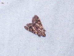 Aglossa disciferalis