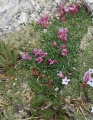 Trifolium nanum