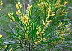 Acacia mucronata longifolia