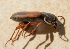 Gynandromorphus etruscus