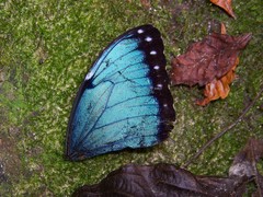Morpho helenor corydon
