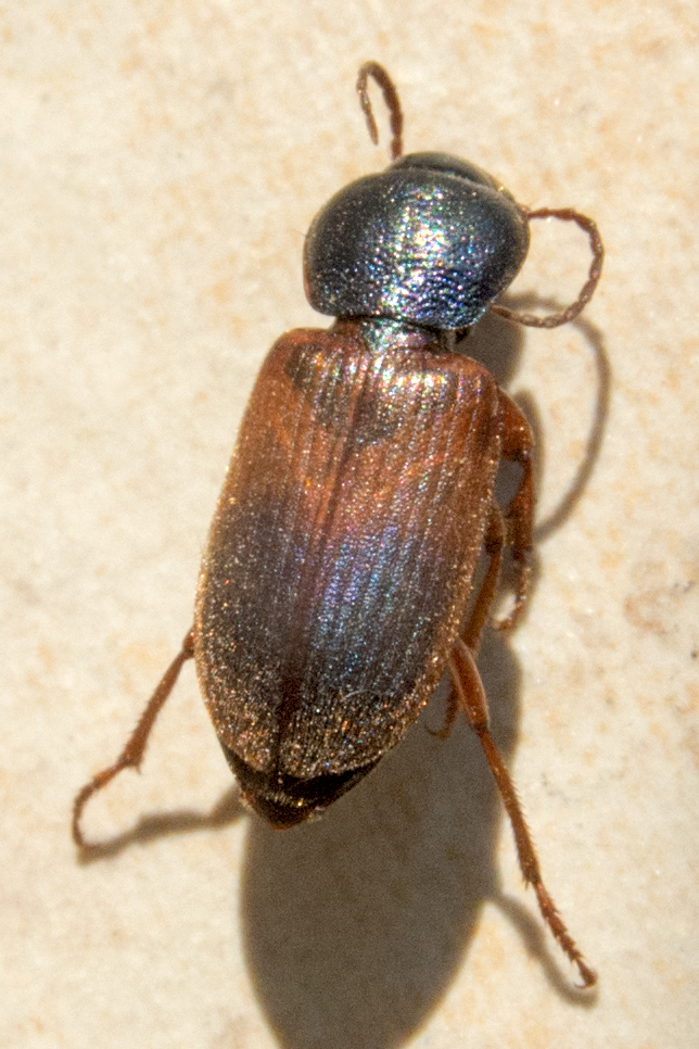 Gynandromorphus etruscus