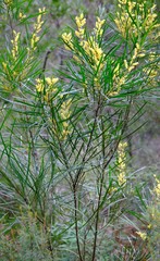 Acacia mucronata longifolia