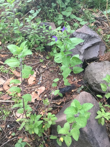 Image of Salvia zamoranensis by (c) Erick Vélez Sánchez, some rights reserved (CC BY)