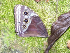 Morpho helenor corydon