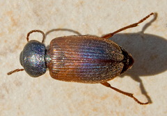 Gynandromorphus etruscus