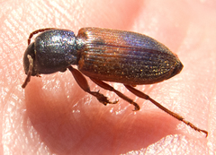 Gynandromorphus etruscus