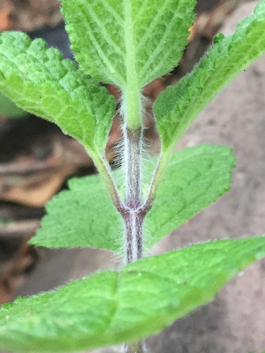Image of Salvia zamoranensis by (c) Erick Vélez Sánchez, some rights reserved (CC BY)