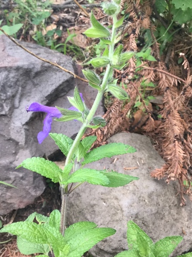 Image of Salvia zamoranensis by (c) Erick Vélez Sánchez, some rights reserved (CC BY)