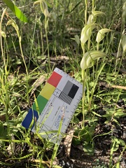 Pterostylis acuminata