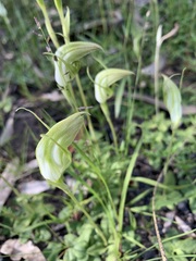Pterostylis acuminata
