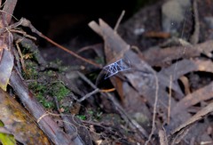 Progradungula otwayensis