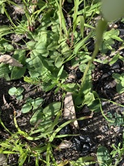 Pterostylis acuminata