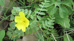 Tribulus cistoides