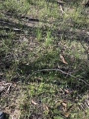 Pterostylis acuminata