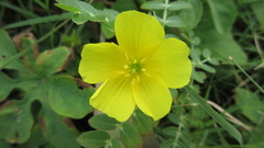Tribulus cistoides