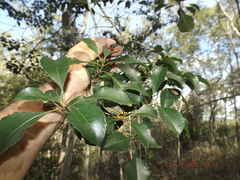 Auranticarpa rhombifolia