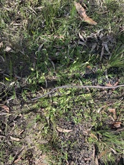 Pterostylis acuminata