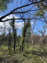Pterostylis acuminata