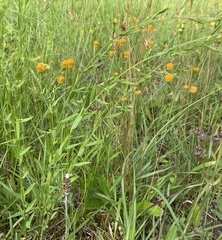 Linaceae
