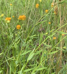Linaceae