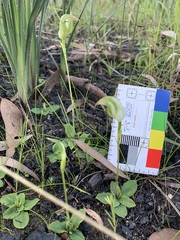 Pterostylis acuminata
