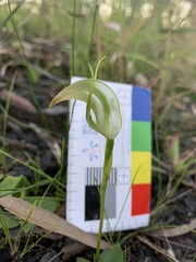 Pterostylis acuminata
