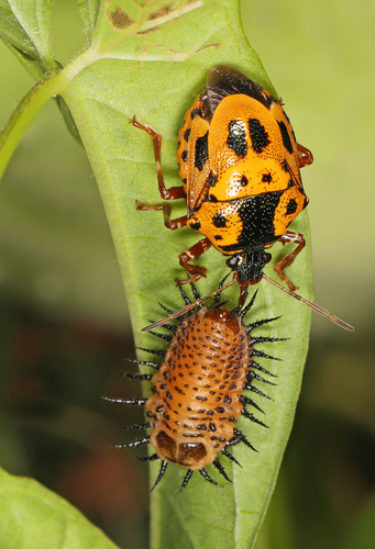 Anchor Stink Bug photo 6