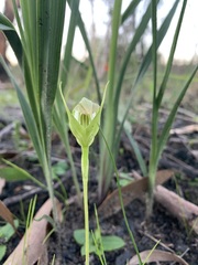 Pterostylis acuminata