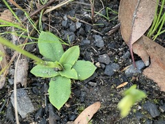 Pterostylis acuminata