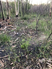 Pterostylis acuminata