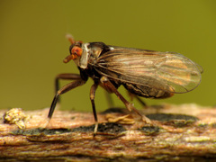 Pissonotus