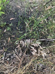 Pterostylis acuminata