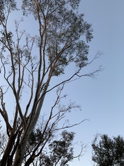 Pterostylis acuminata