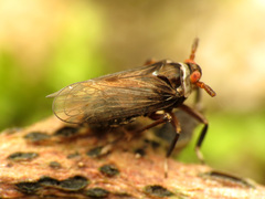 Pissonotus