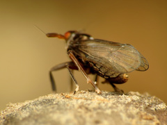 Pissonotus