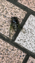 Cryptotympana facialis