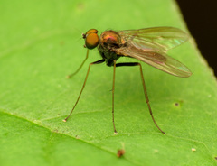 Diaphorinae